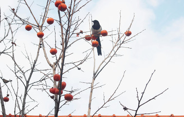 Fototapeta premium 감나무 와 까치