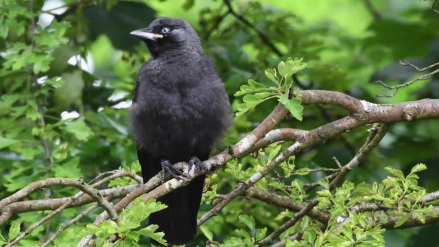 Jackdaw fledgeling preening itself in tree