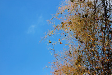 Obraz premium 잡풀