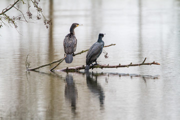 tow cormorants dry on a branch by the lake