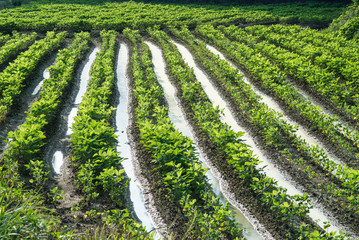 Cultivation, Agriculture, Furrows row pattern in a plowed field.