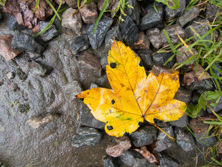moist leaf in autumn invites you to meditate