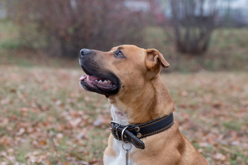 Portrait of american pit bull terrier puppy in the autumn park. Pet animals.