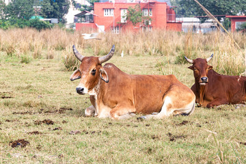 a herd of cows resting in a meadow. Indian sacred zebu cows.