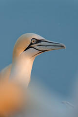 Balzverhalten Basstölpel, Helgoland