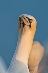 Balzverhalten Basstölpel, Helgoland