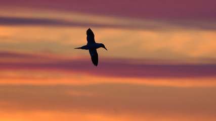 Basstölpel im Selgelflug vor Abendhimmel, Helgoland