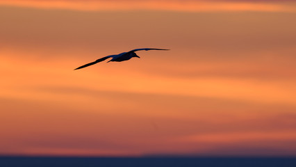 Naklejka premium Basstölpel im Selgelflug vor Abendhimmel, Helgoland