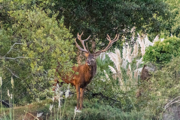 deer in a forest of Cantabria, Spain