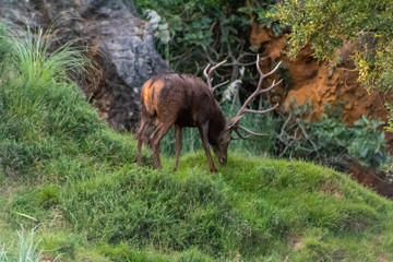 deer in a forest of Cantabria, Spain