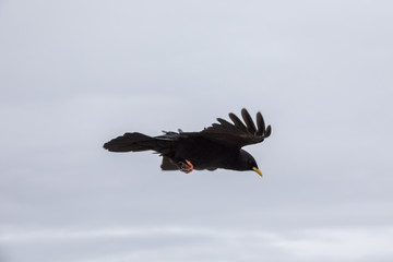 Fliegende Dohle in den Alpen