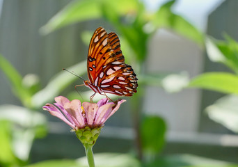 butterfly on a flower