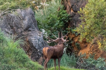 deer in a forest of Cantabria, Spain