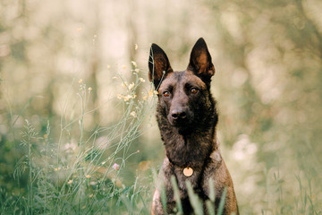 young malinois dog portrait outdoors in summer