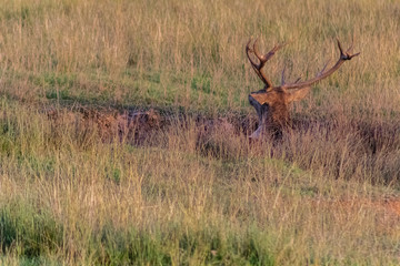 deer in a forest of Cantabria, Spain