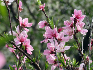  Photo of blooming peach trees   