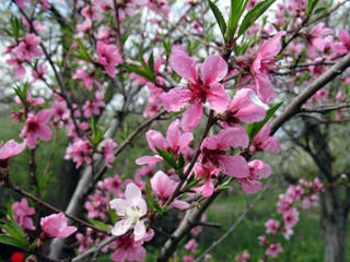  Photo of blooming peach trees   