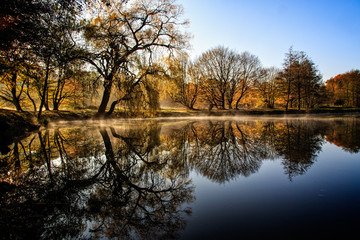 old trees are reflected on the lake with early morning fog