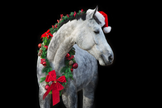 White horse in christmas wreath and red santa hat. New Year and Christmas horse