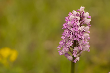 macro of an orchid species called wild orchid