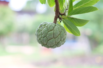 Raw custard apple. sugar apple. Annona squamosa Linn.