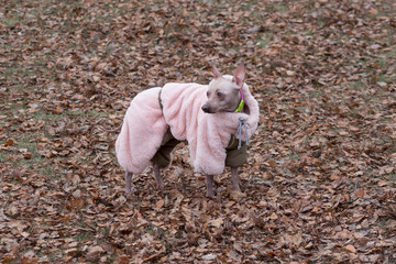 Cute american hairless terrier in the beautiful pet coat is standing in the autumn park. Pet animals