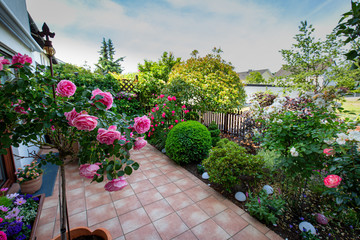 Fototapeta na wymiar blooming rose on terrace in the garden