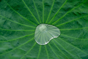 Drops on lotus leaf.