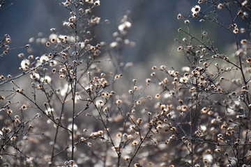 Dry plants with flowers on meadow 