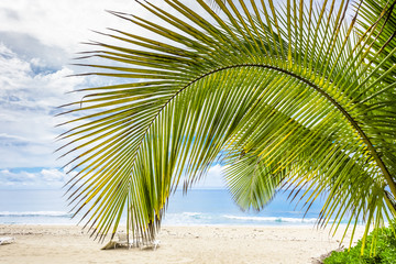 palm tree on the beach, Réunion Island 