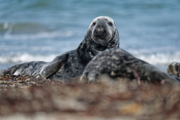 Kegelrobben Bulle überblickt Sandstrand, Helgoland
