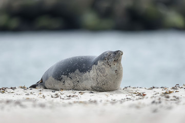 Seehund ruht auf Sand am Strand