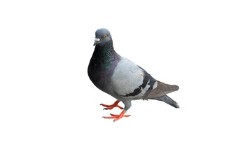 gray dove isolated on white background. pigeon bird. olumba livia. (with clipping path selection)