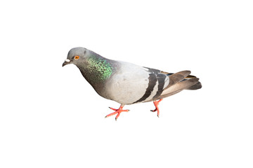 gray dove isolated on white background. pigeon bird. columba livia. (with clipping path selection)