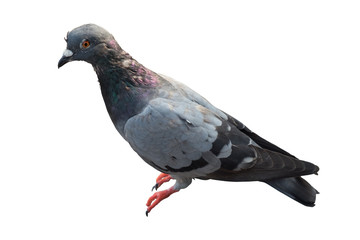 gray dove isolated on white background. pigeon bird. columba livia. (with clipping path selection)