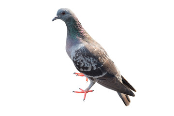 gray dove isolated on white background. pigeon bird. columba livia. (with clipping path selection)