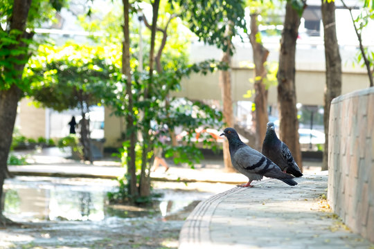 gray doves beautiful in the park. pigeon bird. olumba livia.