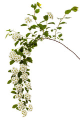 Flowers of Spirea aguta or Brides wreath, isolated on white background