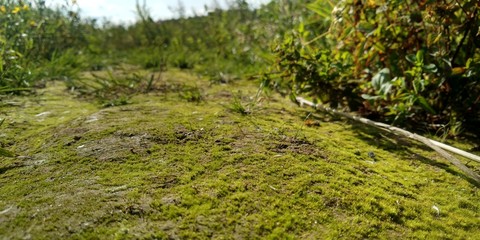 Obraz premium Green moss on the ground. Old tree and young grass. Spring nature.