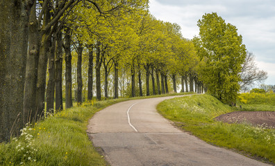 Fototapeta na wymiar Curved asphalt road on a dyke in a Dutch polder landscape. A row of tall trees is on one side of the road. On the other hand is a recently plowed field. It is at the start of the spring season.