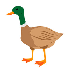 Cartoon duck. Vector illustration on a white background. Drawing for children.