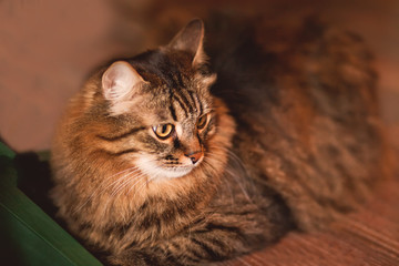 Beautiful fluffy brown striped cat lies on the floor