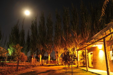 noche, calle, árbol, alumbrado, cielo