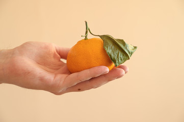 Male hand holds tangerine over light background.