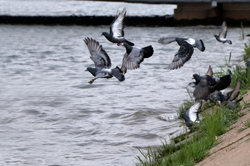 flying pigeons