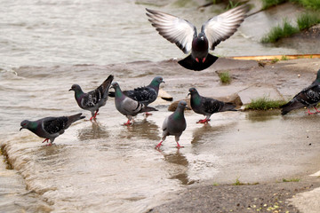 pigeons on the beach