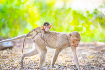 Baby monkey on mother's back © yongyut