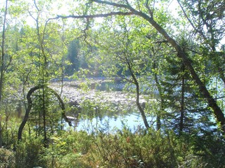 Trees on the lake on a summer day