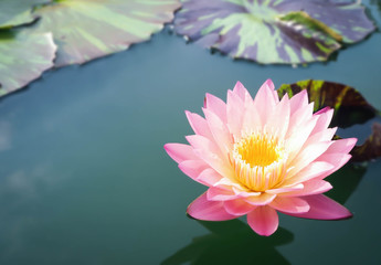 Beautiful lotus flower, lily water