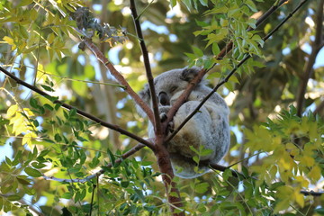 Koala bear on a branch